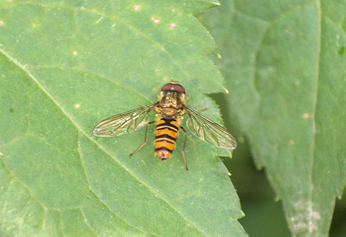 Episyrphus balteatus da confermare